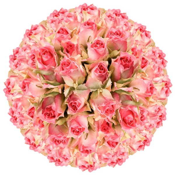GlobalRose 200 Fresh Cut Light Creamy Pink Roses -...